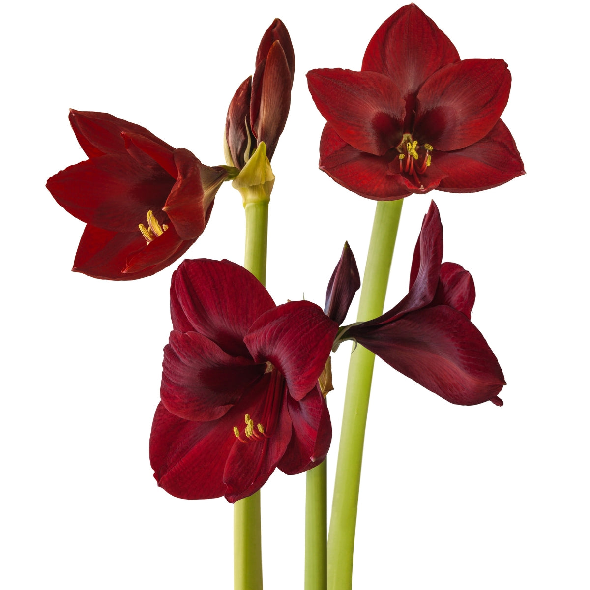Carmen Hippeastrum Bulb | Amaryllis – Deep Mahogany Red Blooms