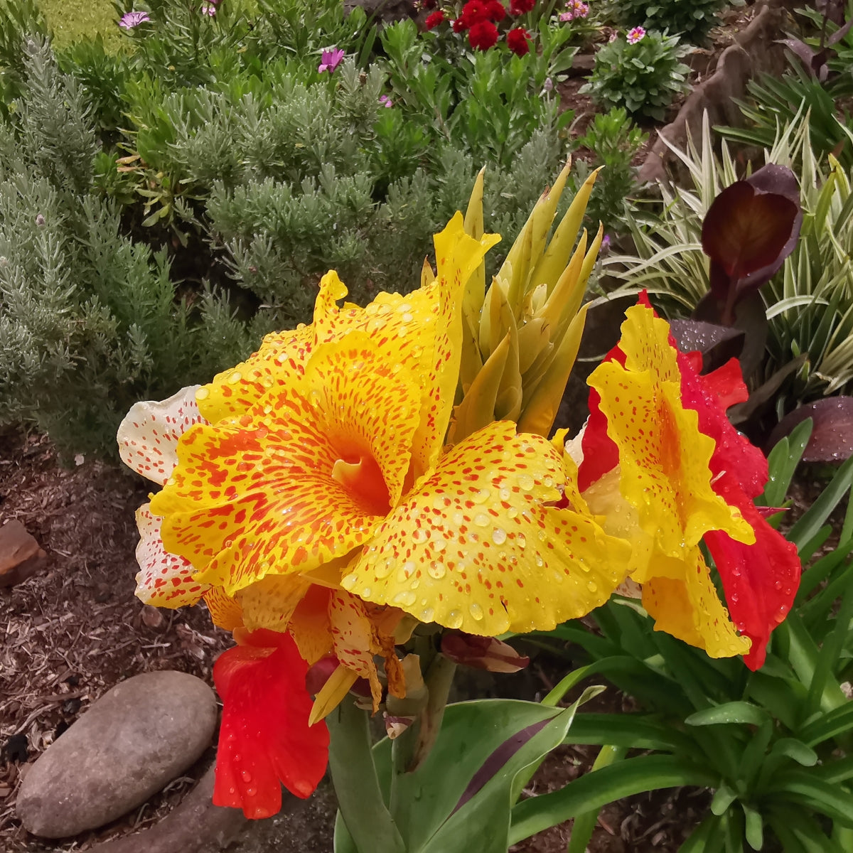 Canna × generalis Roma Bulb | Yellow & Orange Canna Lily