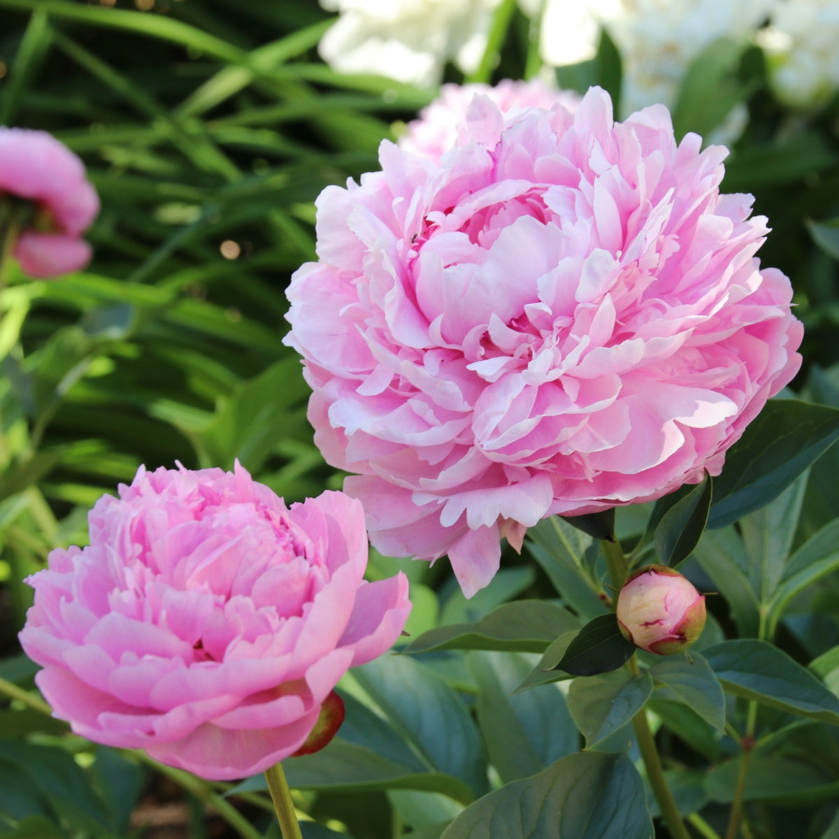 Sarah Bernhardt Peony Bare Root | Paeonia lactiflora – Fragrant Double Pink Blooms