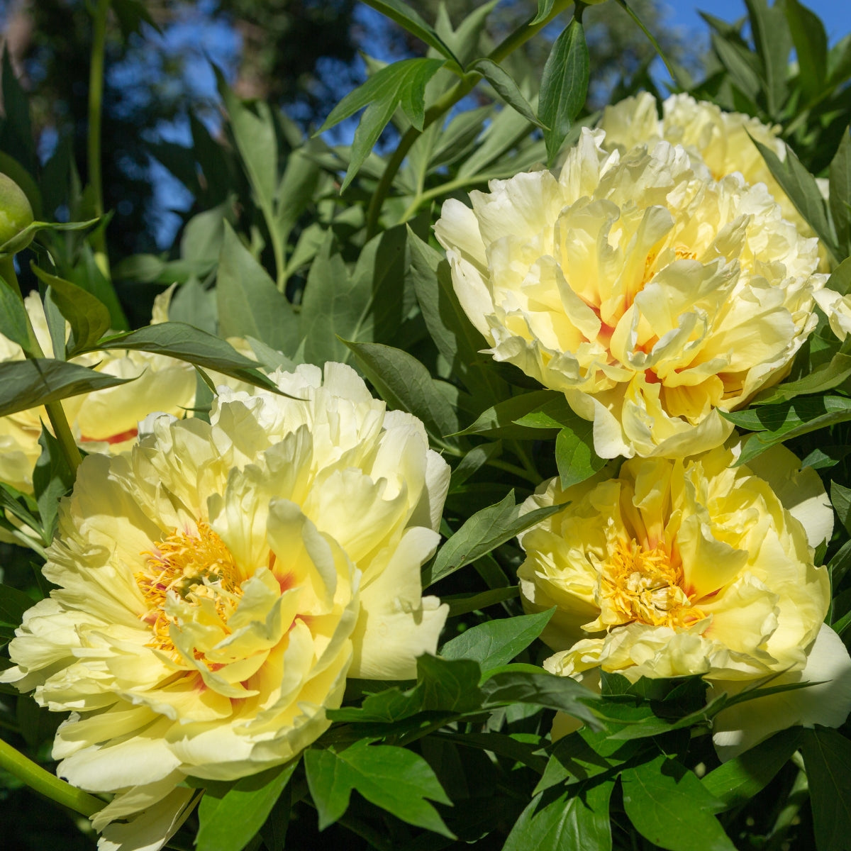 Bartzella Itoh Peony Bare Root | Intersectional Peony – Yellow Double Blooms