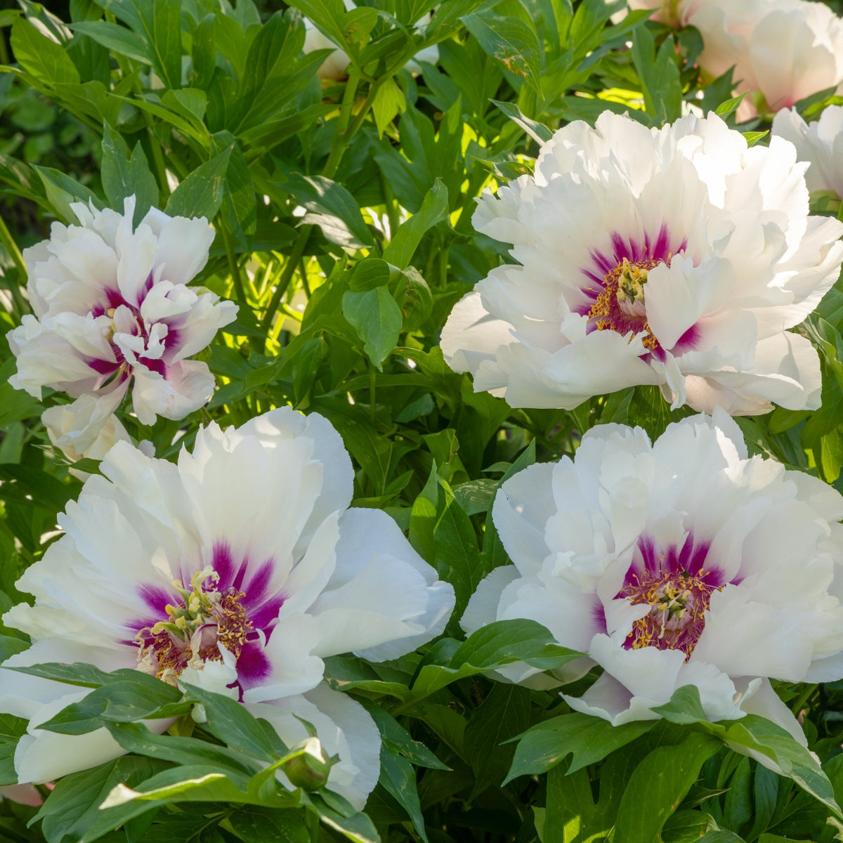 Cora Louise Itoh Peony Bare Root | Intersectional Peony – Pink, White & Magenta Blooms