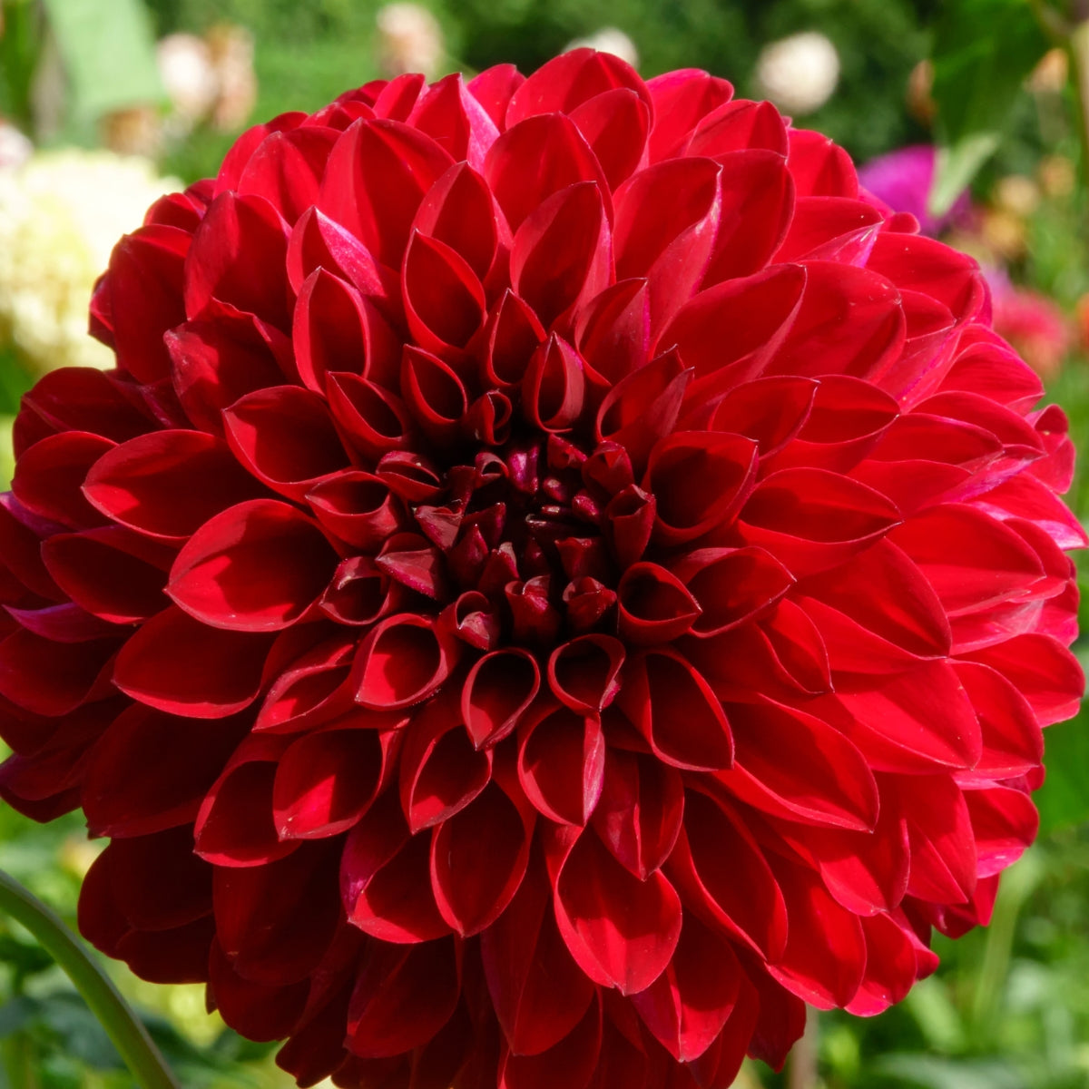 Dahlia ‘Dragon’s Blood’ | Deep Crimson Decorative Dahlia Tuber