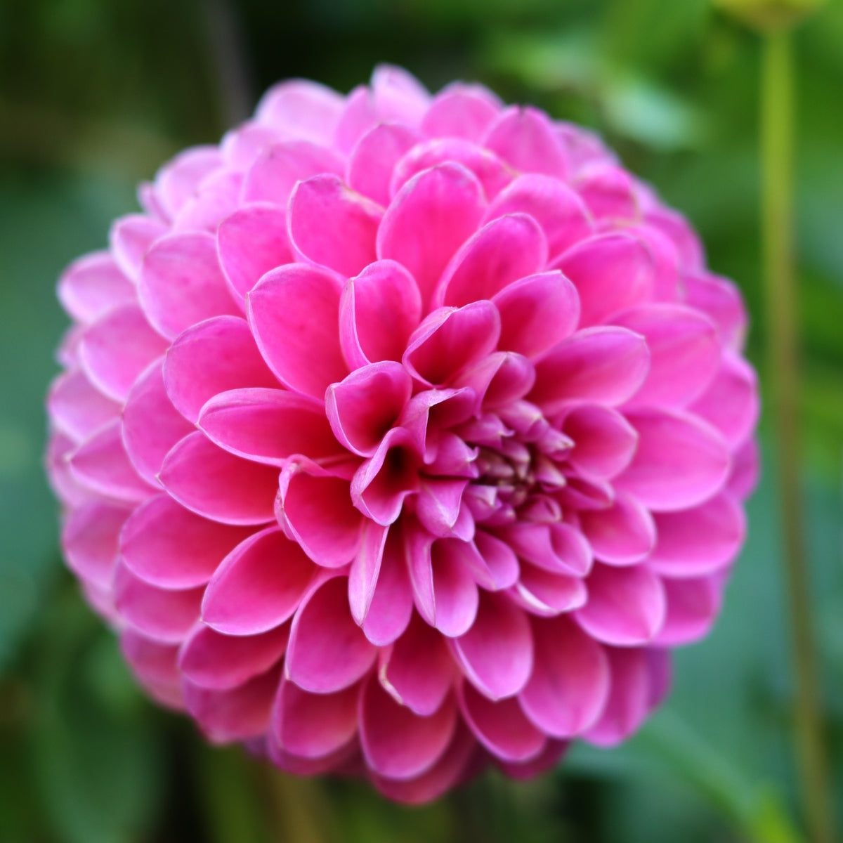 Dahlia ‘Pink Show’ | Bright Pink Dahlia Tuber
