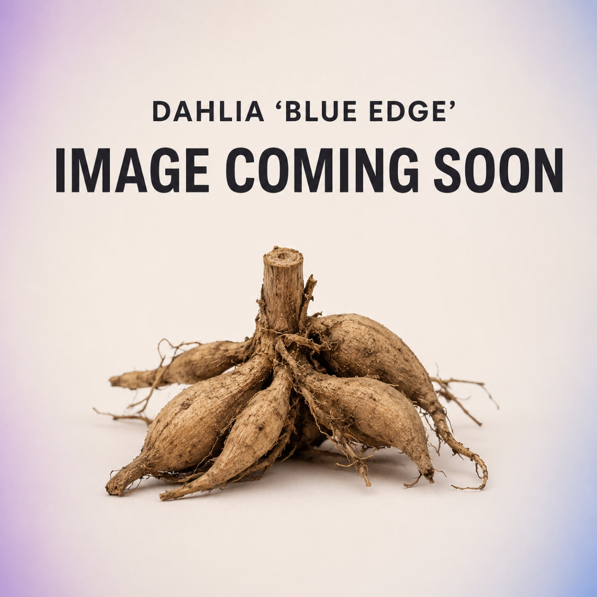 Dahlia ‘Blue Edge’ | Giant Purple Dinnerplate Dahlia Tuber