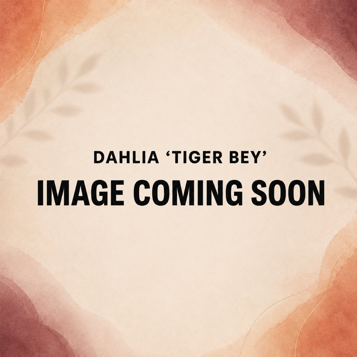 Dahlia ‘Tiger Bey’ | Giant Burnt Orange Dinnerplate Dahlia Tuber