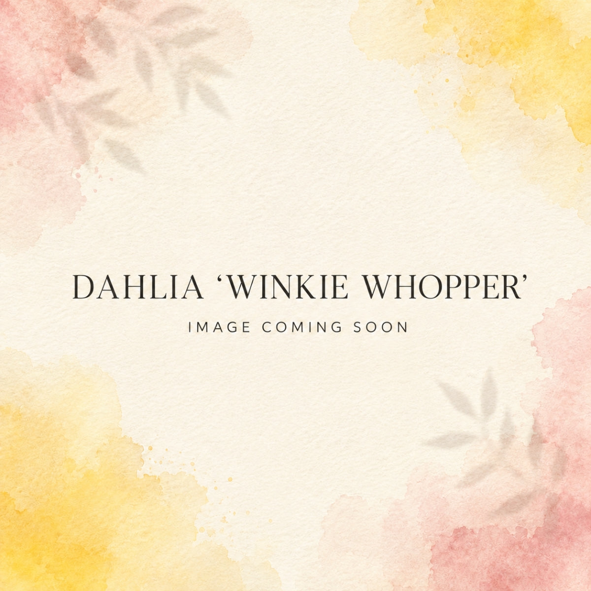 Dahlia ‘Winkie Whopper’ | Giant Apricot-Orange Dinnerplate Dahlia Tuber