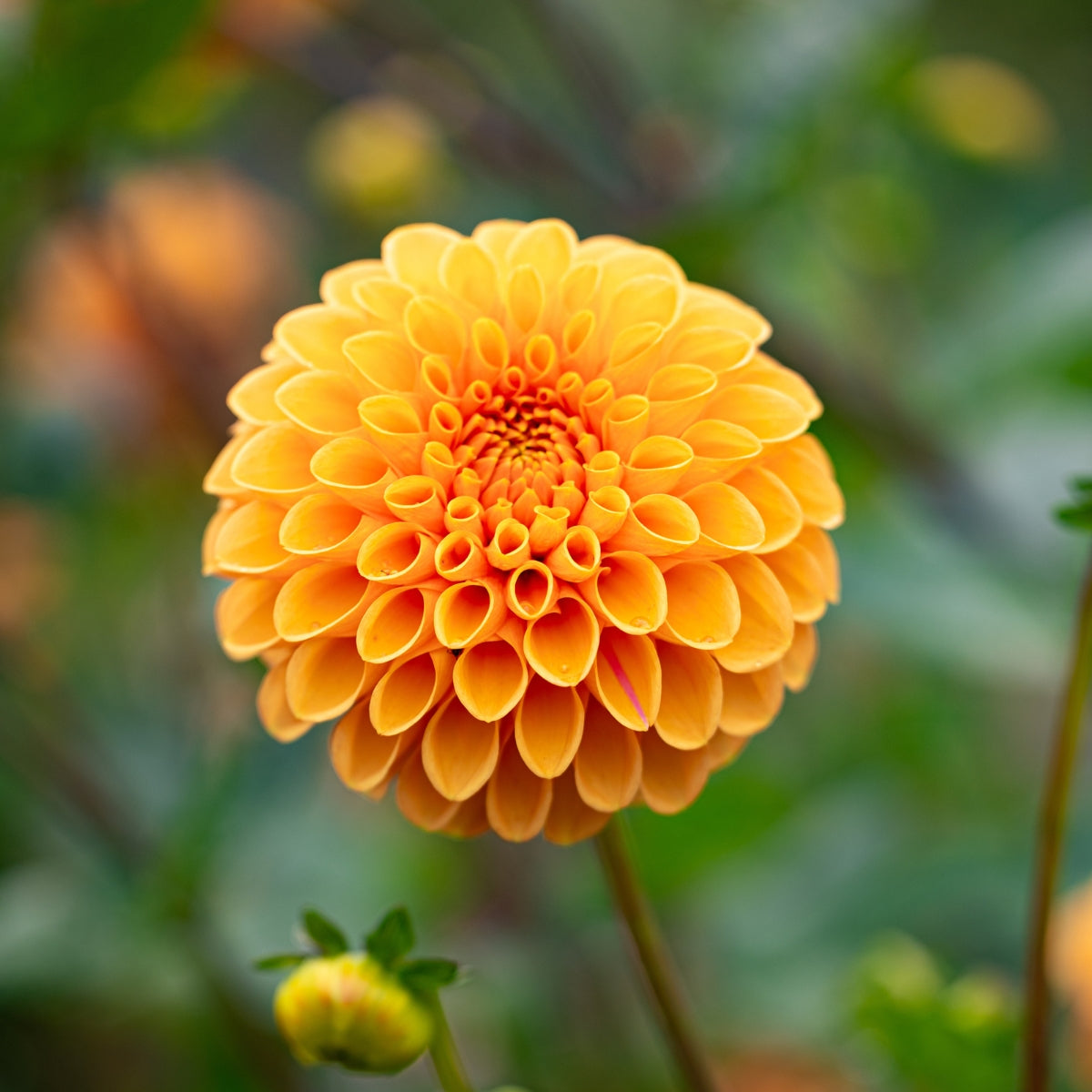 Dahlia ‘Honeycomb’ Tuber | Golden Yellow and Apricot Pompom Flowers