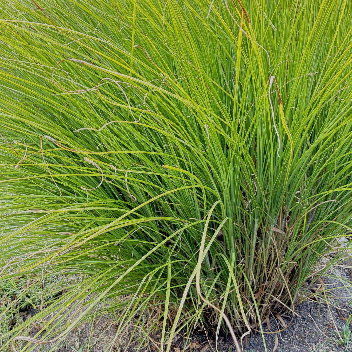 Lomandra longifolia Seedling | Native Mat Rush | 50mm Pot