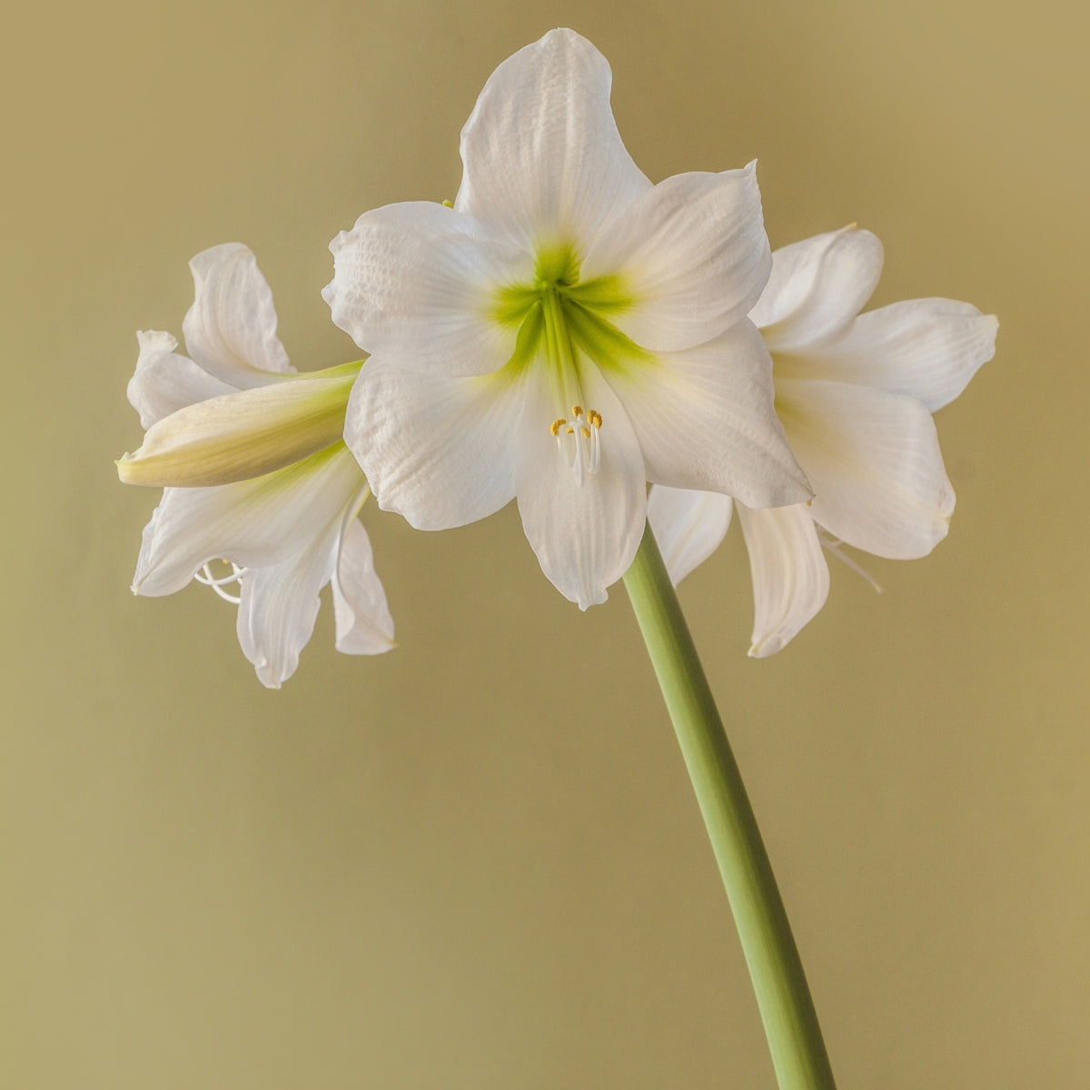 Hippeastrum ‘White Rascal’ Bulb | Pure White Sonatini Amaryllis