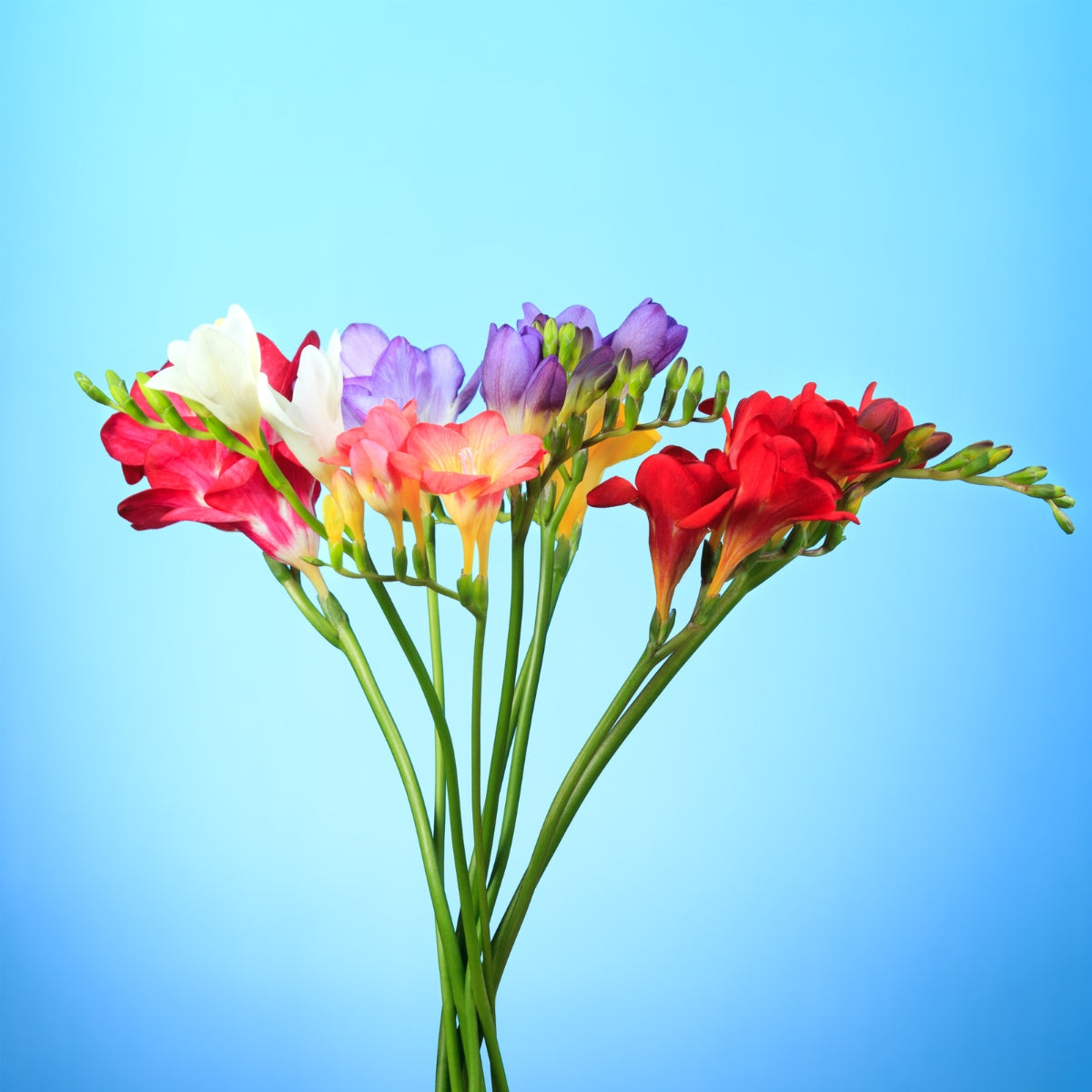 Freesia Giant Mix (Freesia x hybrida) – Fragrant Mixed-Colour Spring Freesias for Pots, Borders & Cut Flowers