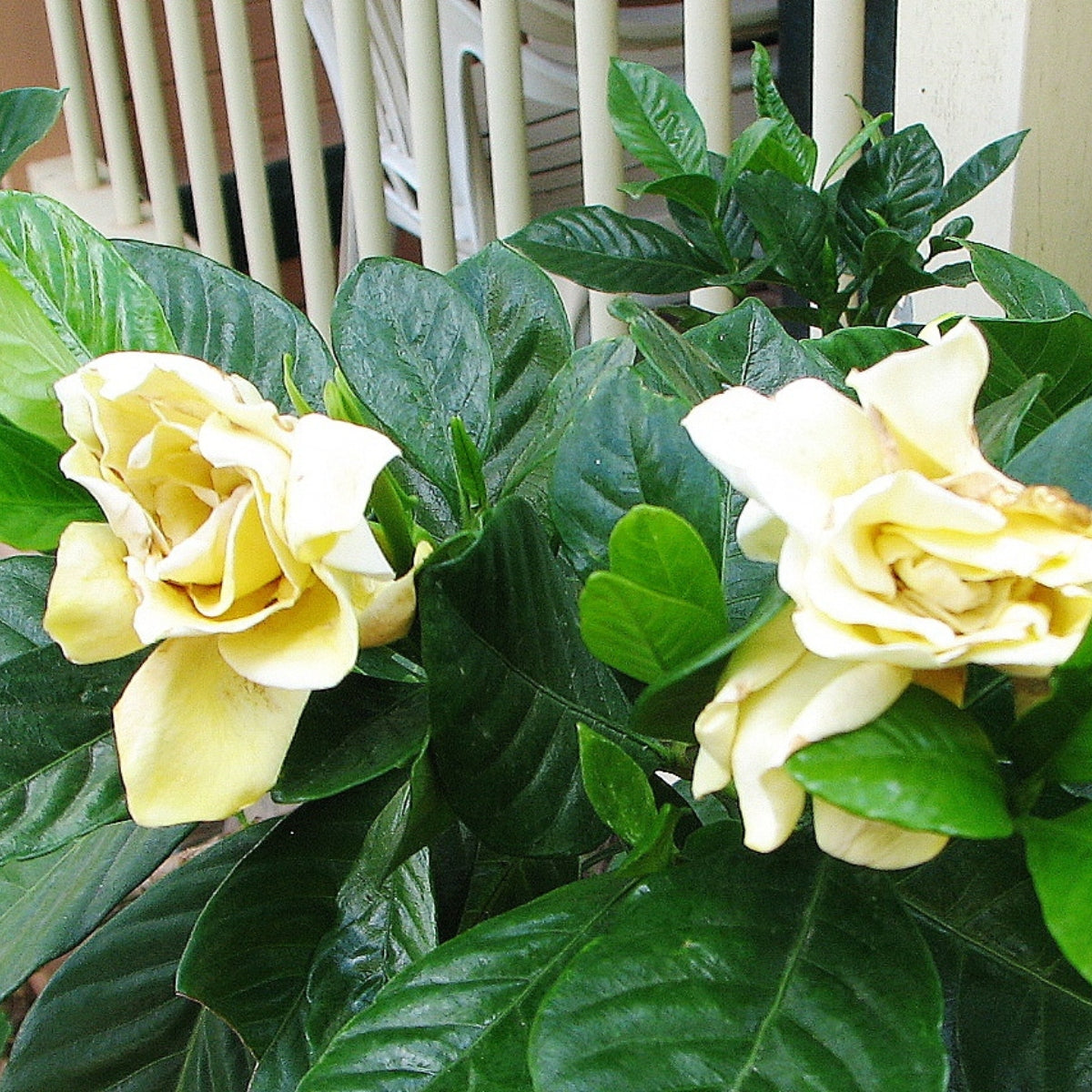 Gardenia ‘Golden Magic’ | Fragrant White-to-Gold Flowers | 42mm Tube