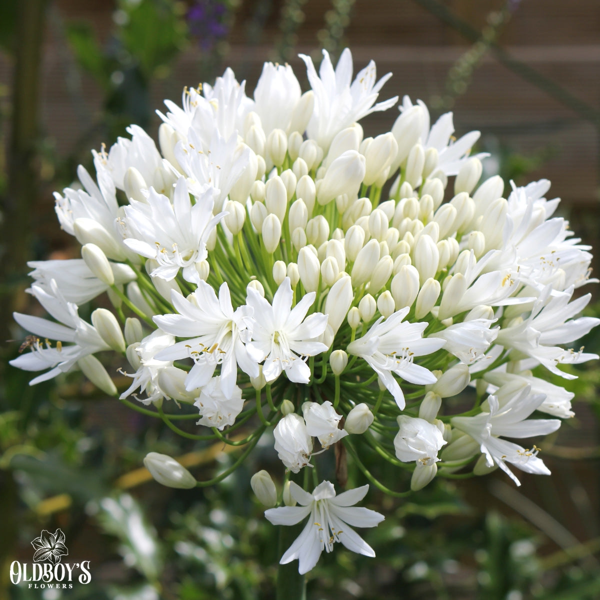 Agapanthus - Liliaceae - Agapanthaceae