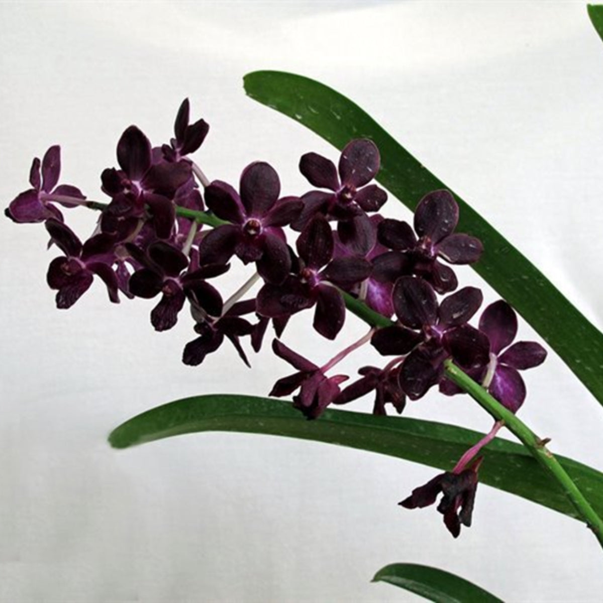 Vanda Orchid – Vibrant, Exotic Blooms
