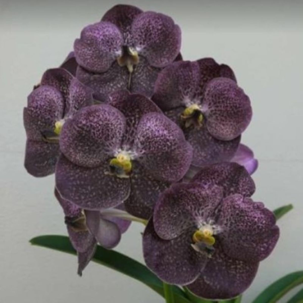 Vanda Orchid – Vibrant, Exotic Blooms