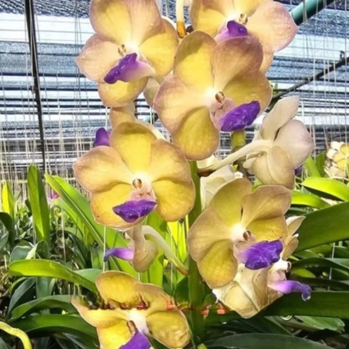 Vanda Orchid – Vibrant, Exotic Blooms