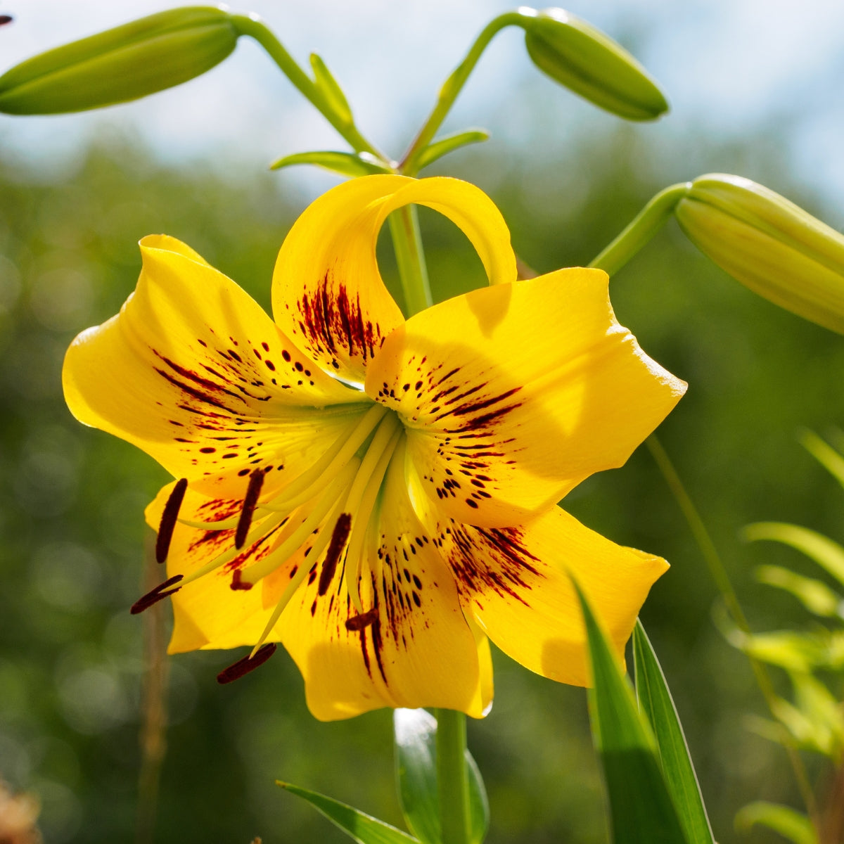 ‘Yellow Brush’ – Tiger Hybrid Lily (Lilium Hybrid) Bulb