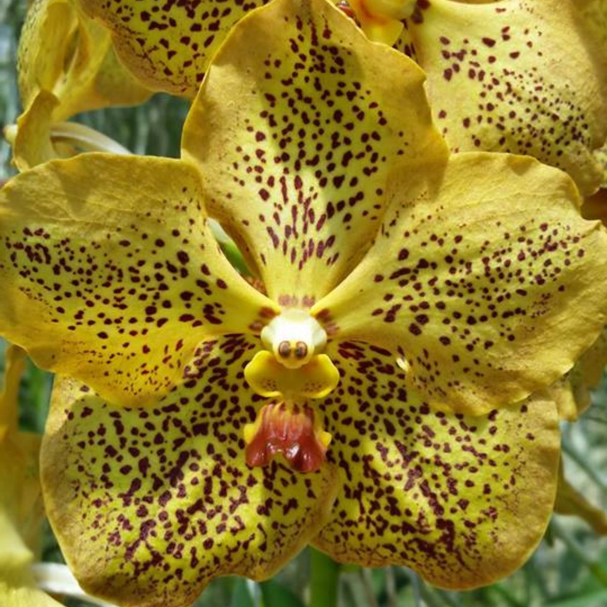 Vanda Orchid – Vibrant, Exotic Blooms