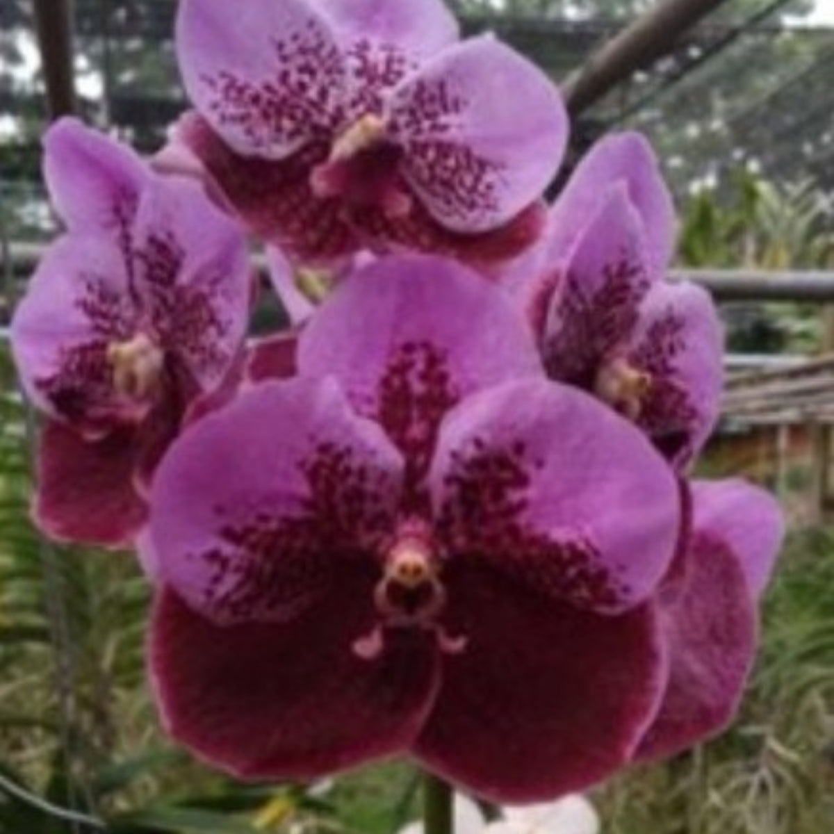 Vanda Orchid – Vibrant, Exotic Blooms