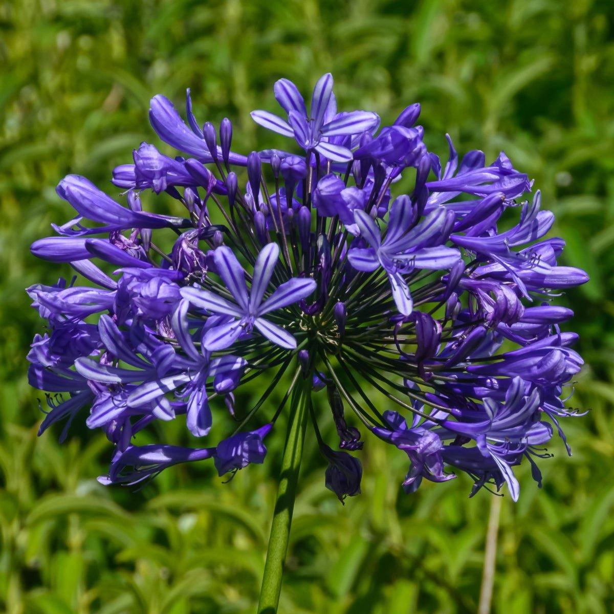 Agapanthus - Liliaceae - Agapanthaceae - Oldboy&