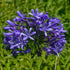 Agapanthus - Liliaceae - Agapanthaceae - Oldboy&