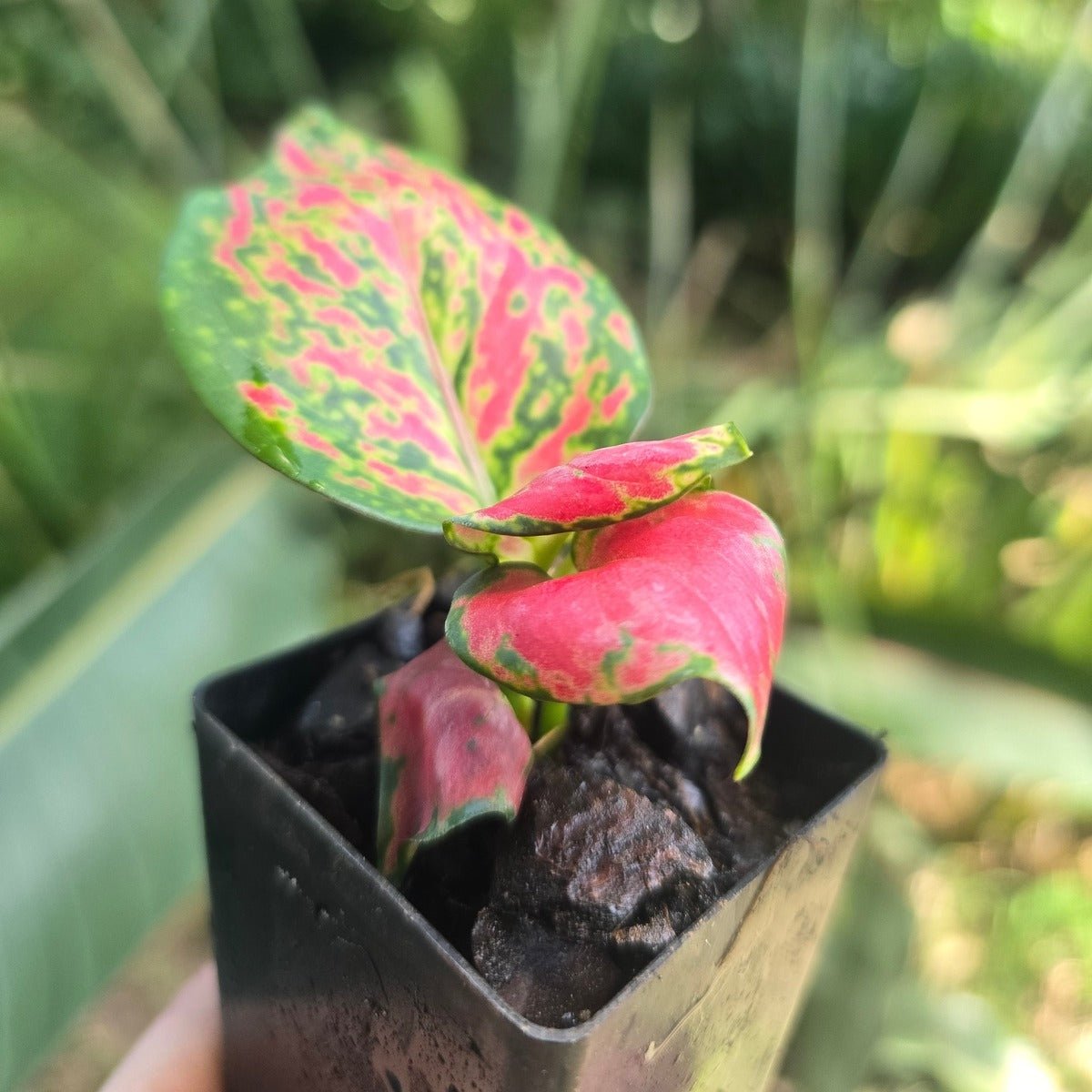 Aglaonema ‘Diamond Red’ – Striking Red & Green Foliage for Indoor Elegance - Oldboy&