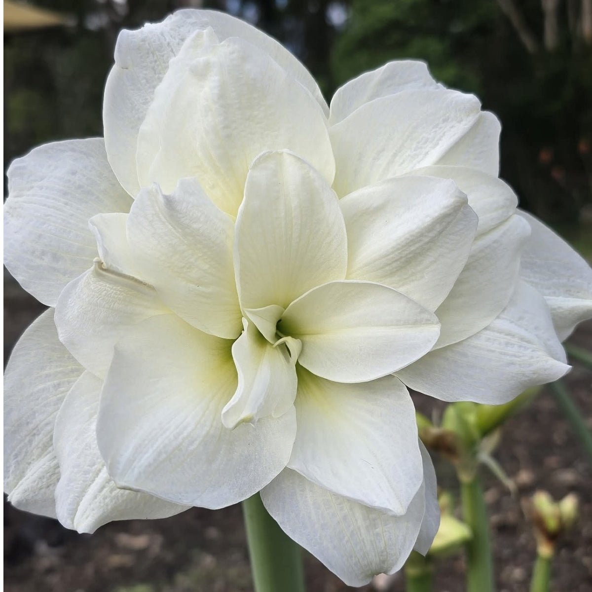 Alfresco - Hippeastrums | Amaryllis | Hippeastrum x hybridum - Oldboy&