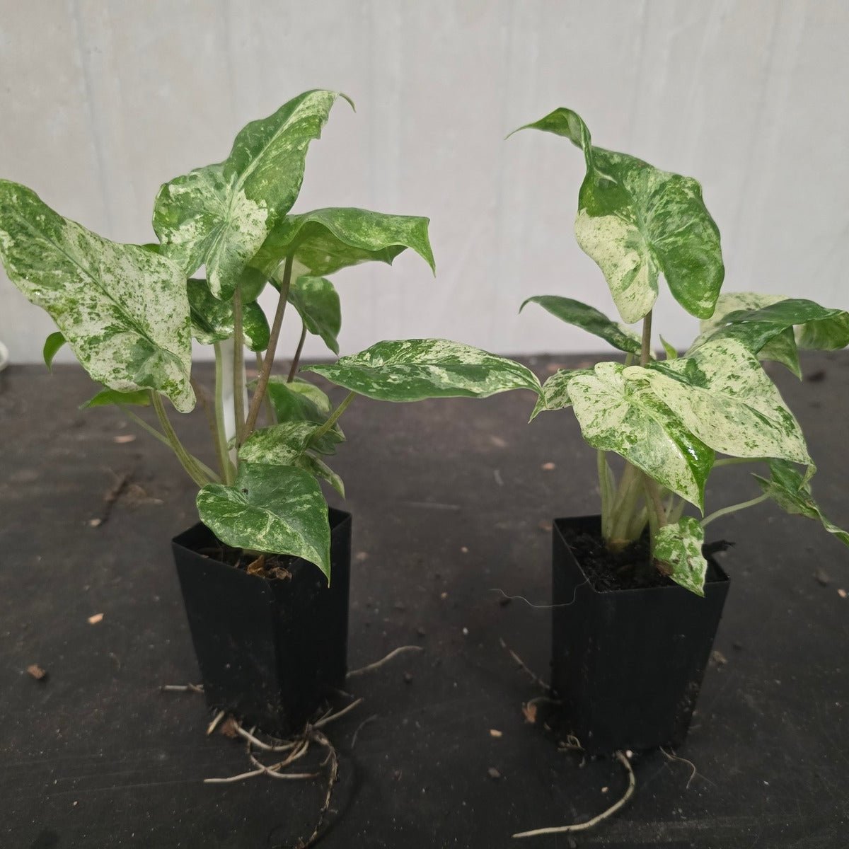 Alocasia odora &