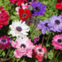 Anemone De Caen Mix (Anemone coronaria) – A Stunning Blend of Vibrant Blooms - Oldboy&