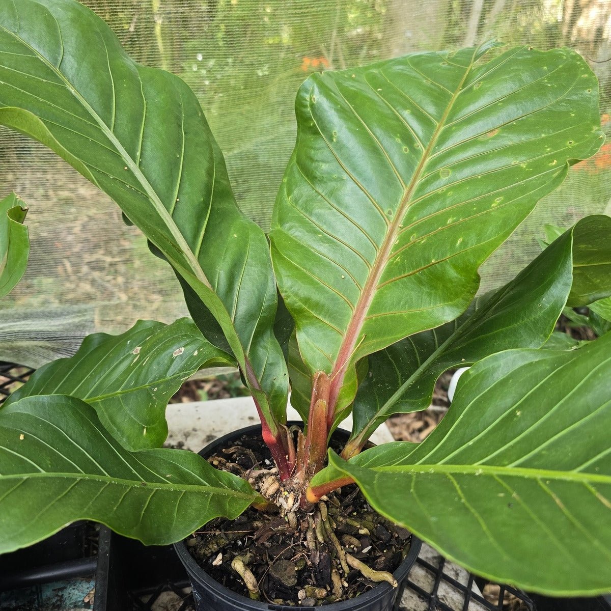 Anthurium | Birds Nest | Pink Ruffles | A. hookeri - Oldboy&