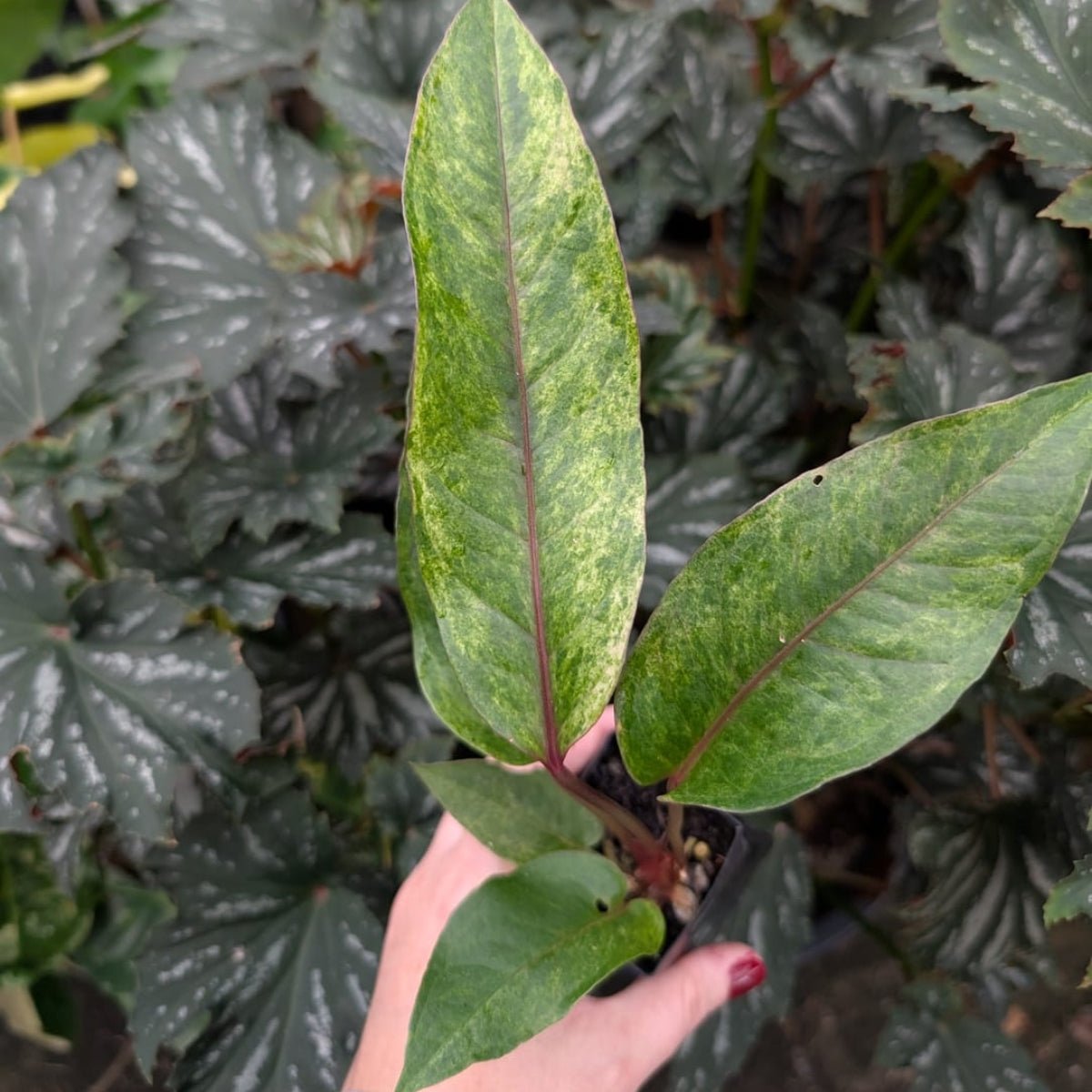 anthurium renaissance variegated Anthurium 'Renaissance' Variegated – Rare Aroid with Marbled Foliage –  Oldboy's Flowers