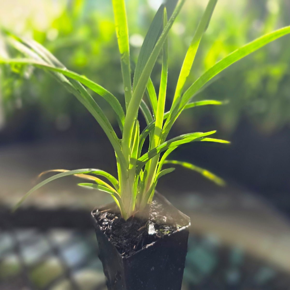 Baby Breeze™ Dianella | Compact Native Flax Lily Groundcover - Oldboy&