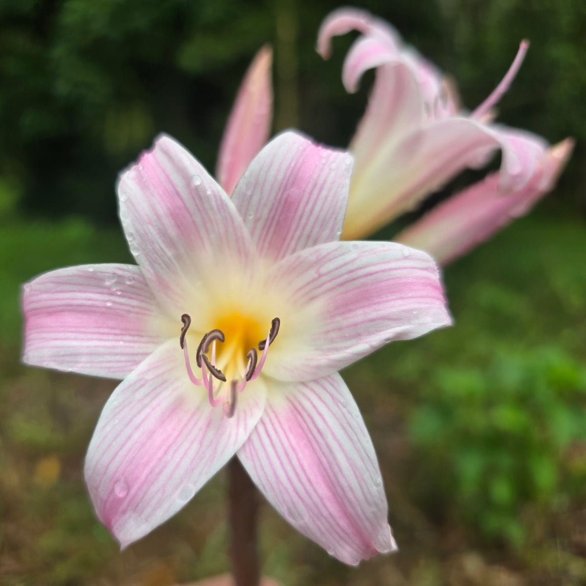 Belladonna Lily Mixed – Naked Lady Lily (Amaryllis belladonna L.) - Oldboy&