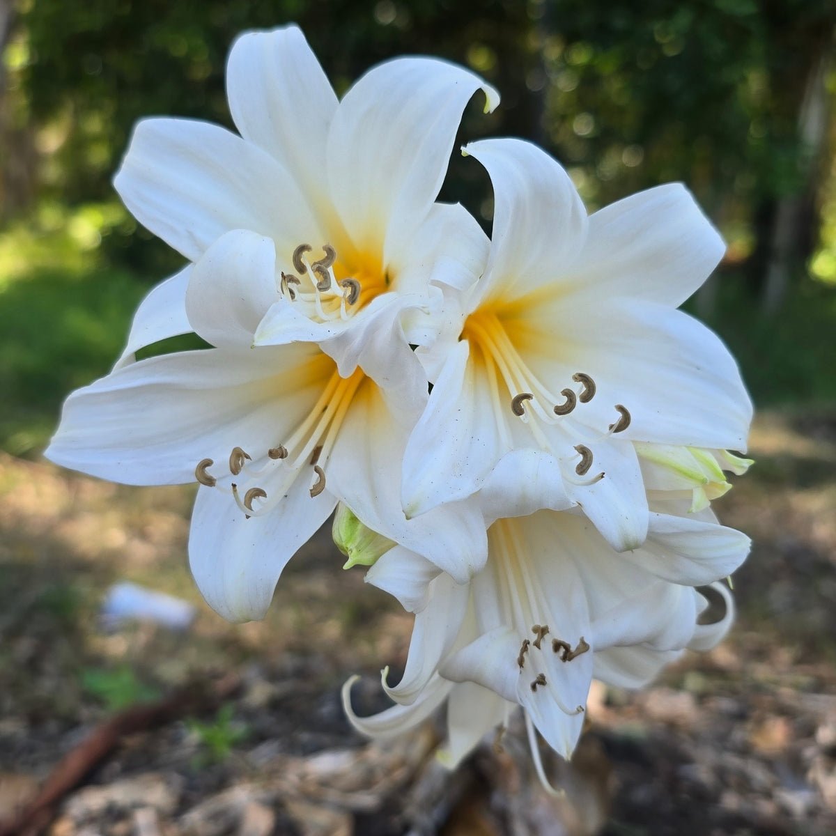 Belladonna Lily Mixed – Naked Lady Lily (Amaryllis belladonna L.) - Oldboy&