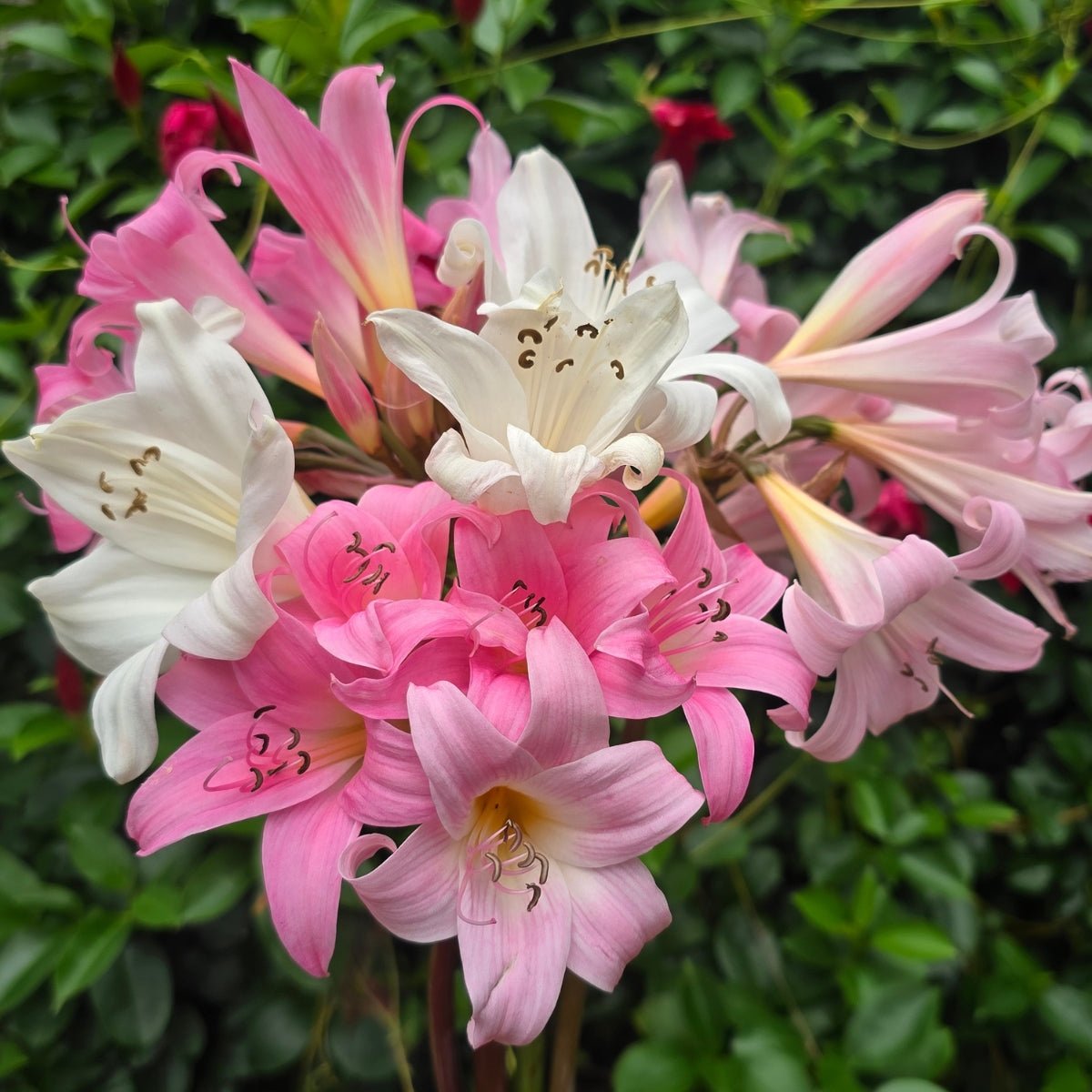 Belladonna Lily Mixed – Naked Lady Lily (Amaryllis belladonna L.) - Oldboy's Flowers