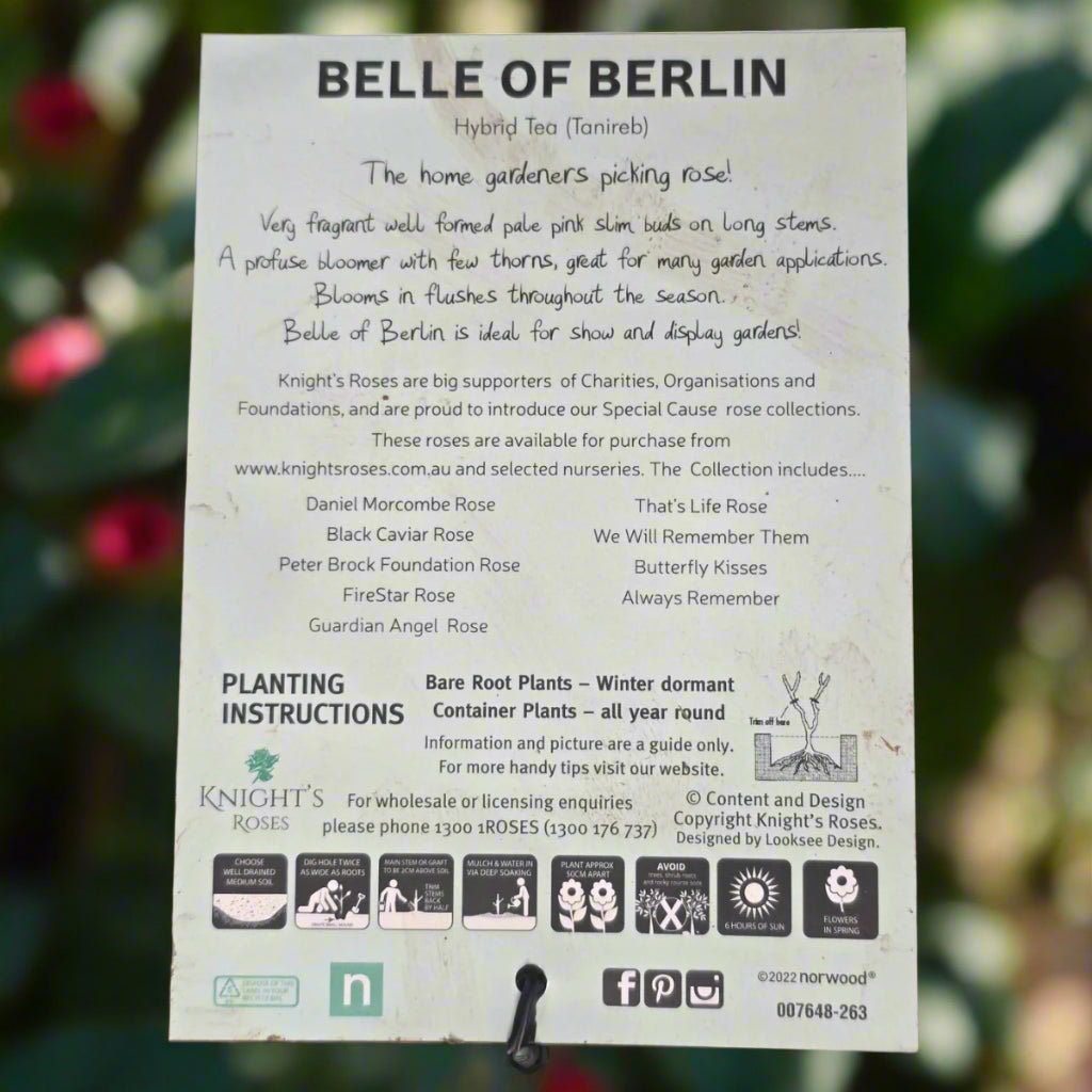 Belle Of Berlin® – Premium Hybrid Tea Rose - Oldboy&