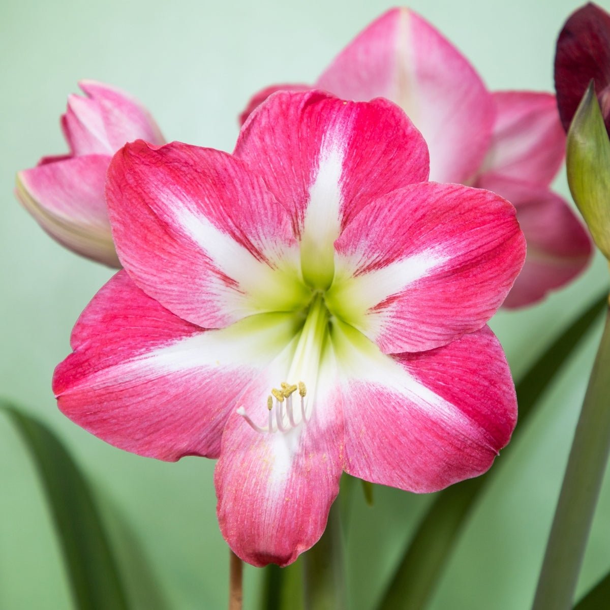 Benfica Hippeastrum Bulb | Deep Burgundy-Red Amaryllis - Oldboy&
