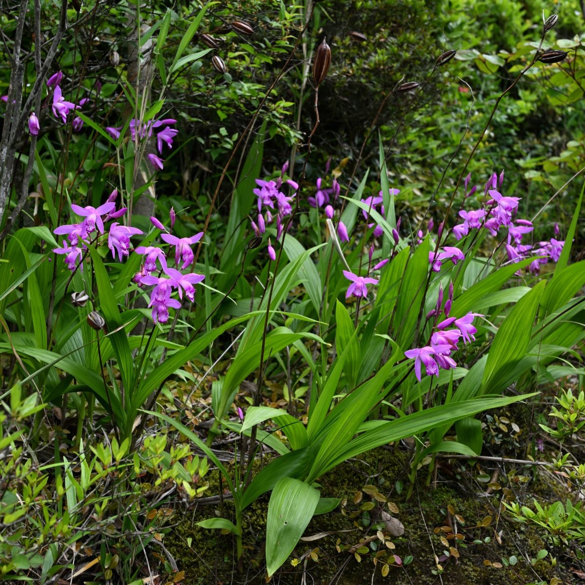 Bletilla striata | Chinese Ground Orchid - Oldboy&