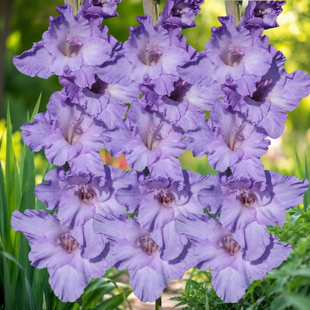 Blue Tropic Gladioli Bulb – Gladiolus Grandiflorus – Light Blue Summer Blooms - Oldboy&