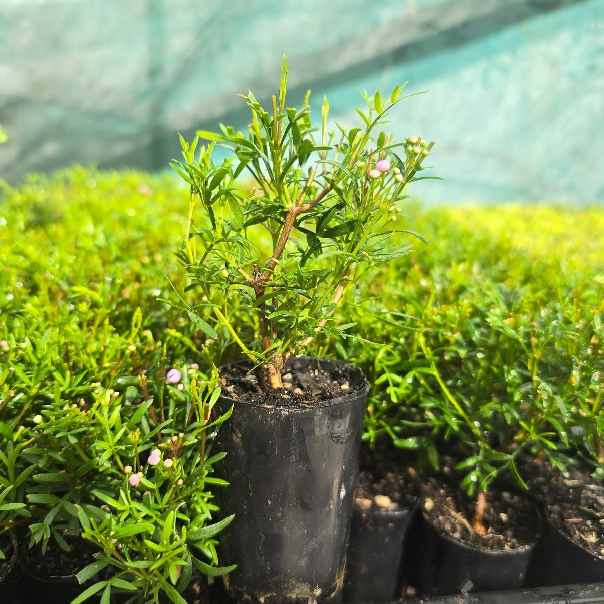 Boronia pinnata x muelleri ‘Show Off’ – Aromatic Pink Flowering Shrub - Oldboy&
