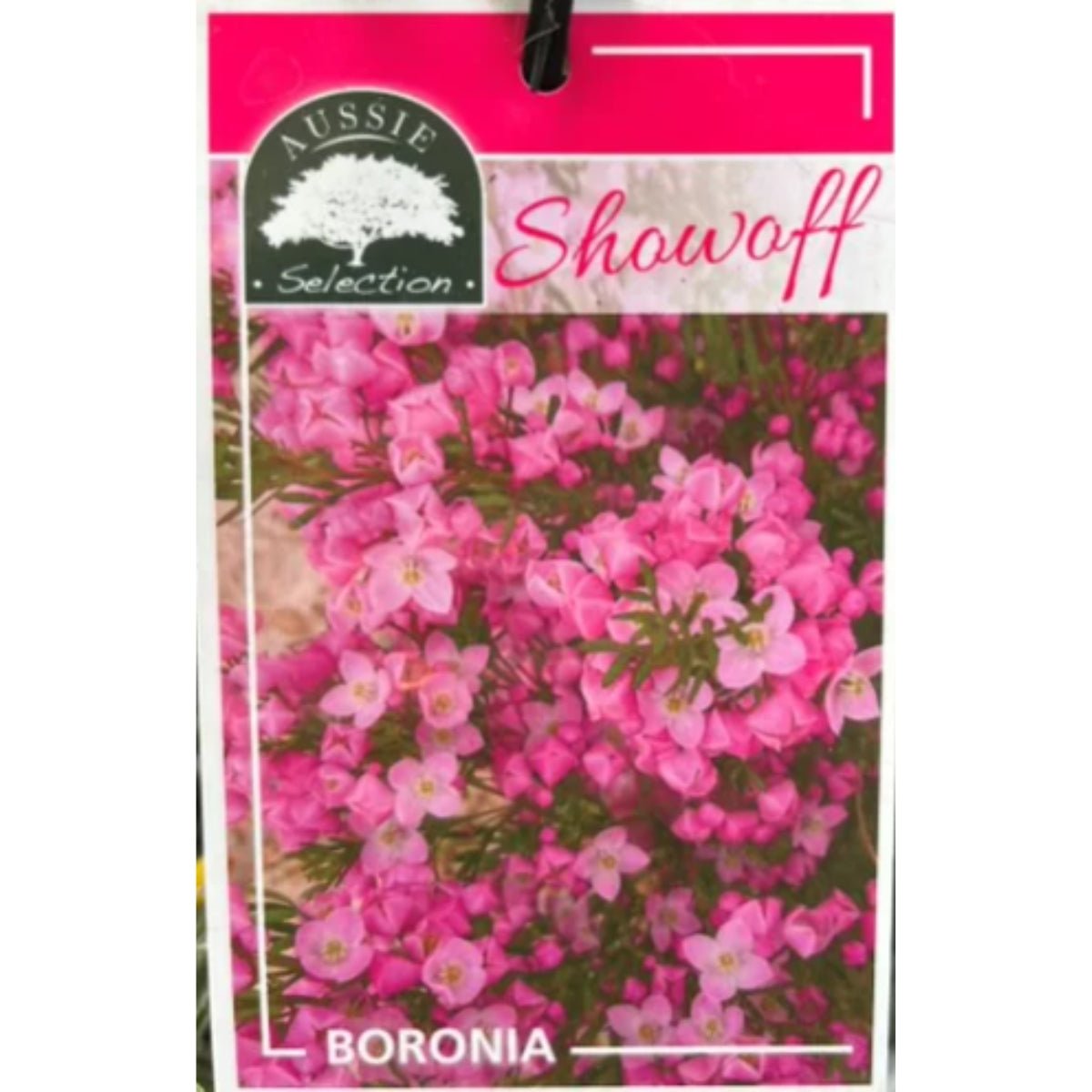 Boronia pinnata x muelleri ‘Show Off’ – Aromatic Pink Flowering Shrub - Oldboy&