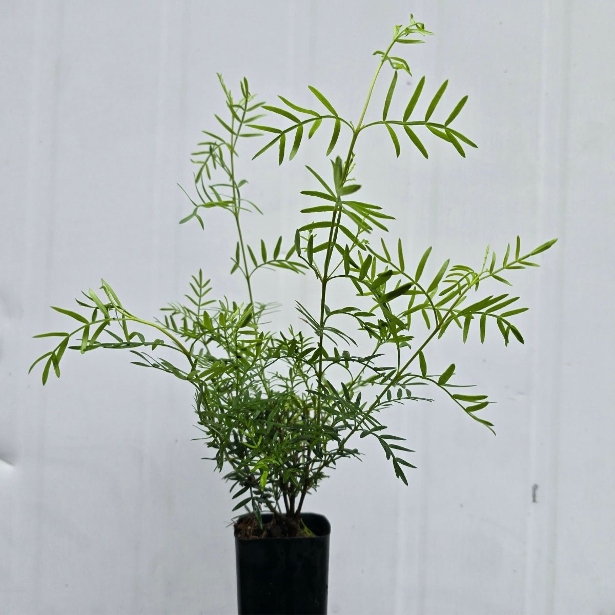 Boronia pinnata x muelleri ‘Show Off’ – Aromatic Pink Flowering Shrub - Oldboy&