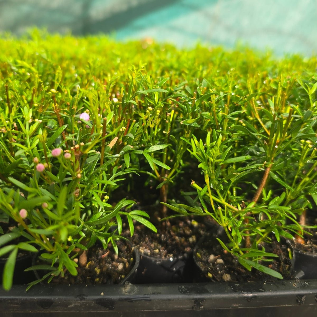 Boronia pinnata x muelleri ‘Show Off’ – Aromatic Pink Flowering Shrub - Oldboy&