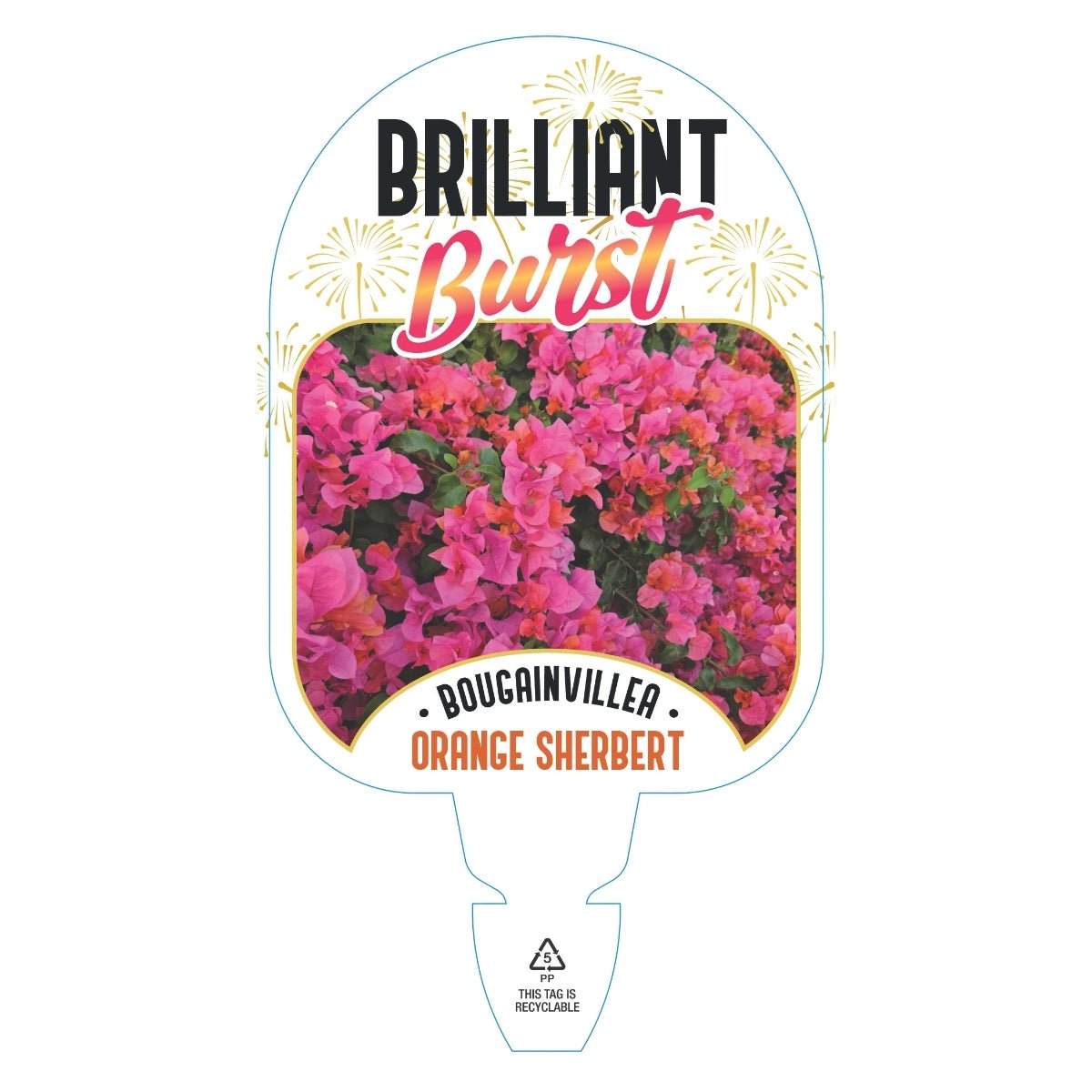 Bougainvillea Brilliant Burst ‘Orange Sherbert’ (Bougainvillea spectabilis) | 50mm Pot - Oldboy&