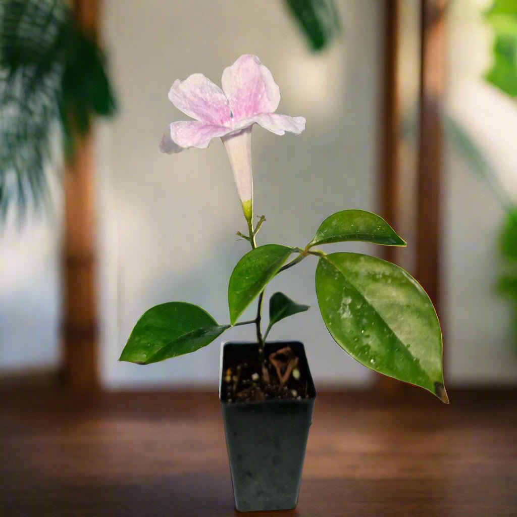 Bower of Beauty (Pandorea jasminoides) – 50mm Pot - Oldboy&