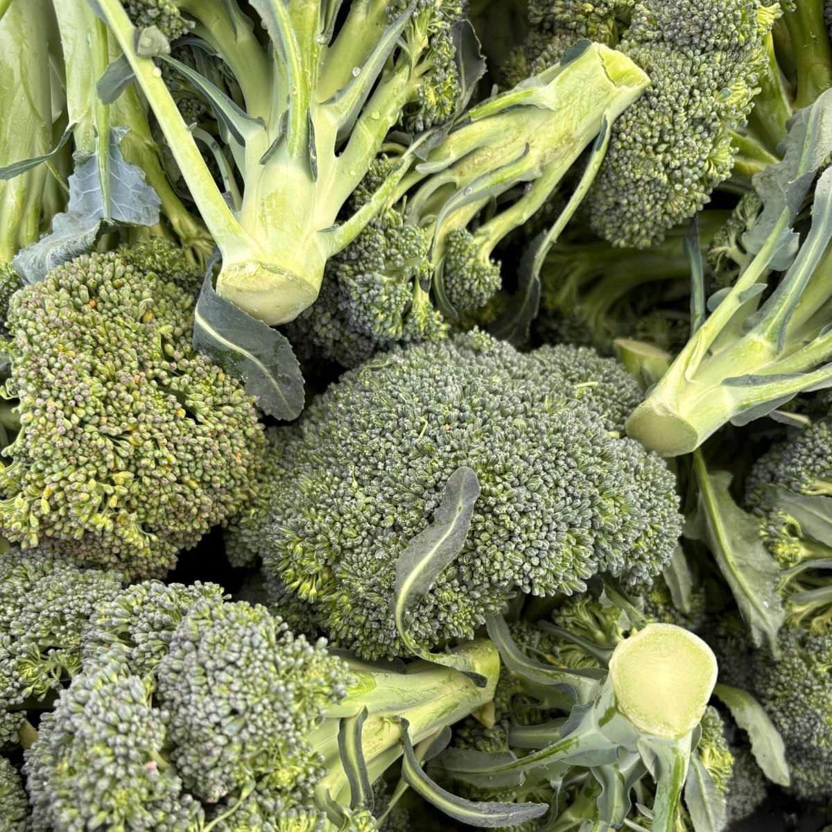 Broccoli Calabrese Seeds (Brassica oleracea) - Oldboy&