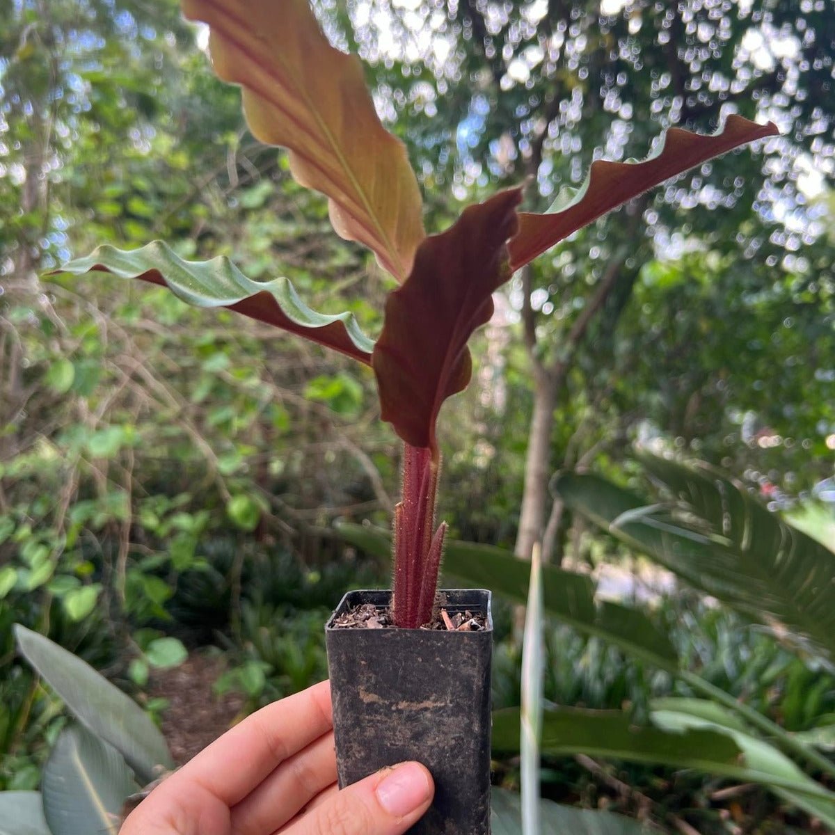 Calathea Rufibarba | Velvet Calathea - Oldboy&