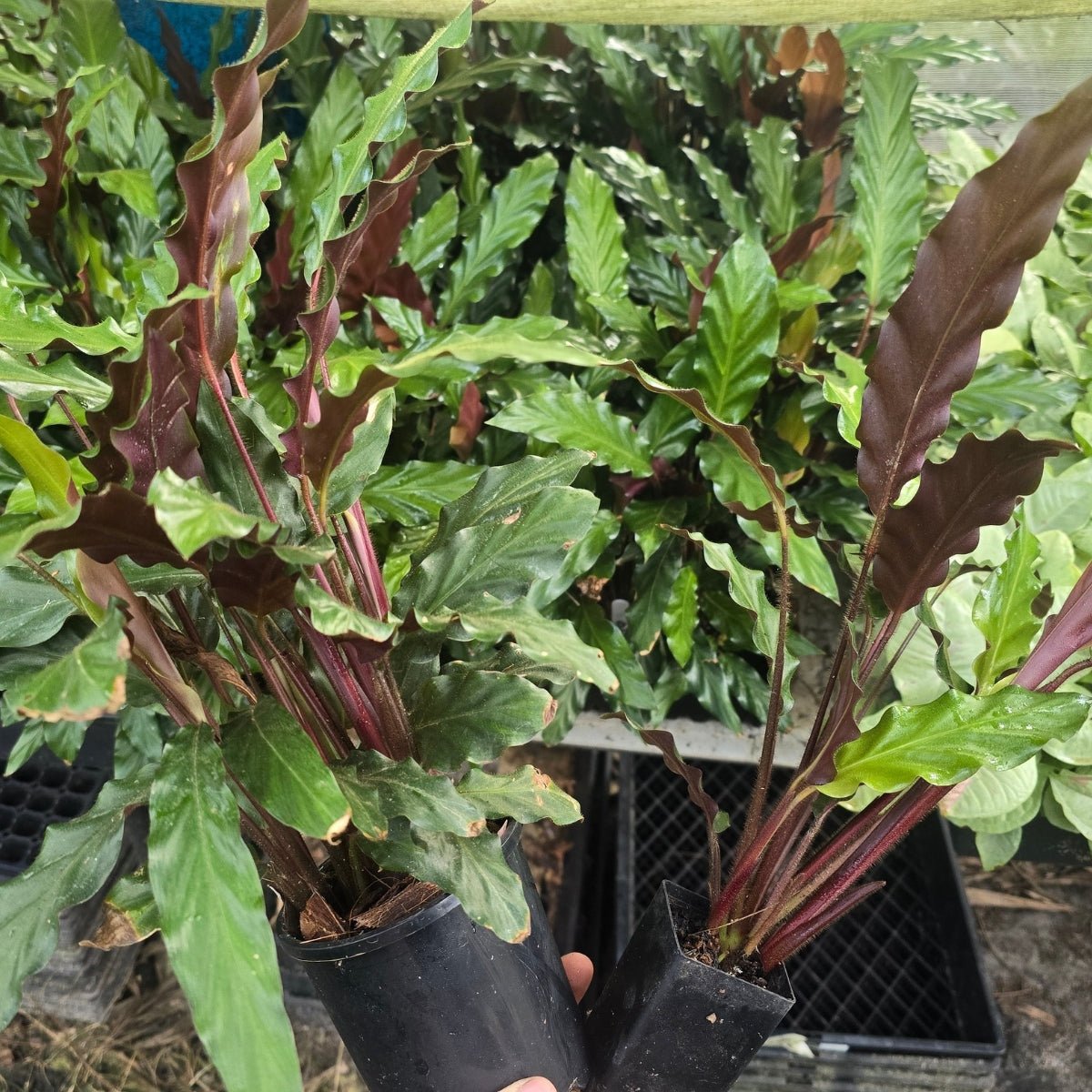 Calathea Rufibarba | Velvet Calathea - Oldboy&