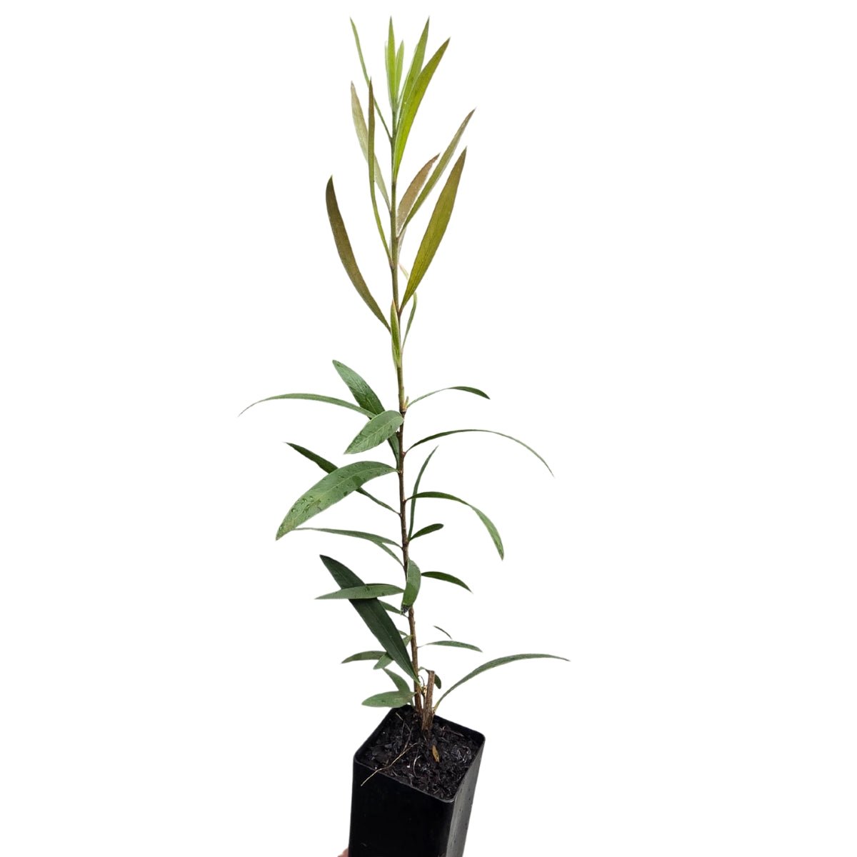 Callistemon ‘Kings Park Special’ | Red Bottlebrush - Oldboy&