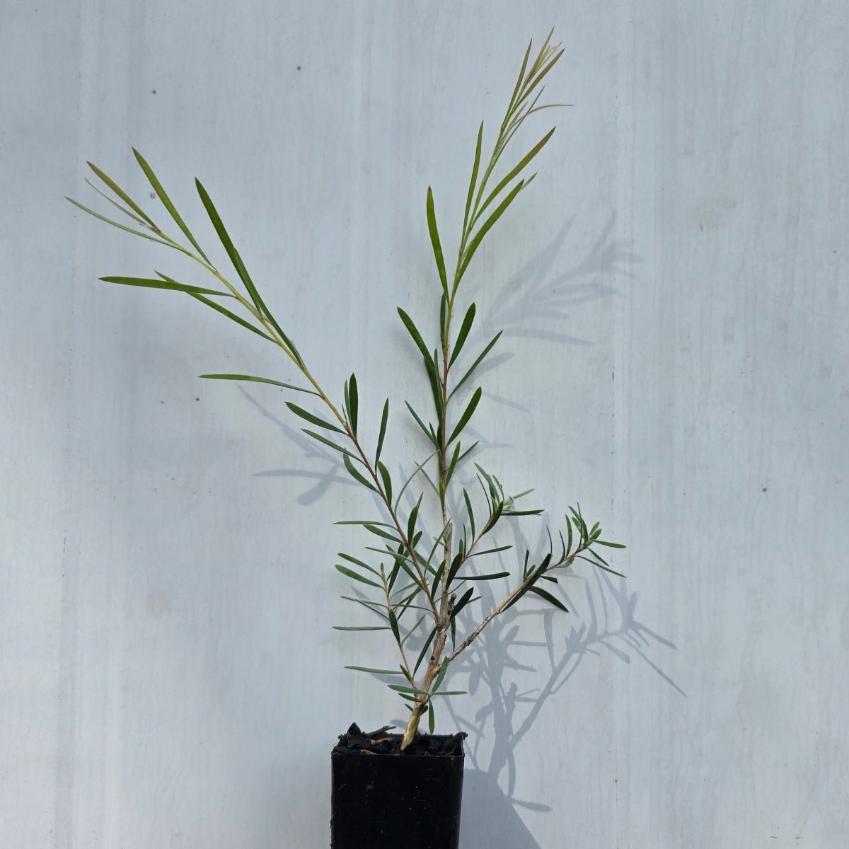 Callistemon pachyphyllus ‘Green’ – Australian Native Plant in 42mm Pot - Oldboy&