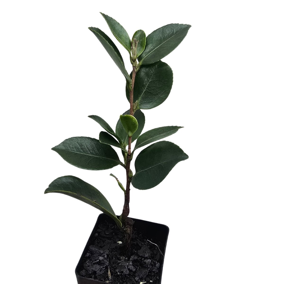 Camellia Jean May | Peach-Pink Sasanqua Flowering Shrub - Oldboy&